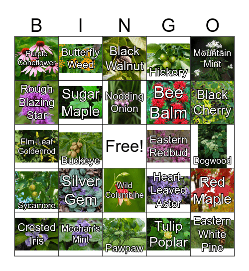 TN Native Plant Bingo Card