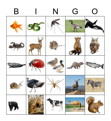 Animals Bingo Card