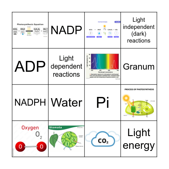 Y11 - Photosynthesis Bingo Card