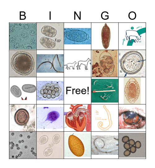 Parasitology Bingo Card