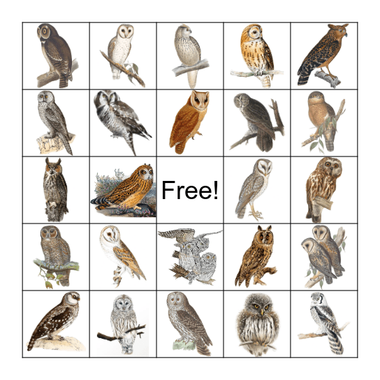 Owl Bingo Card