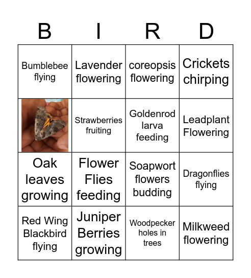 Phenology Bingo Card