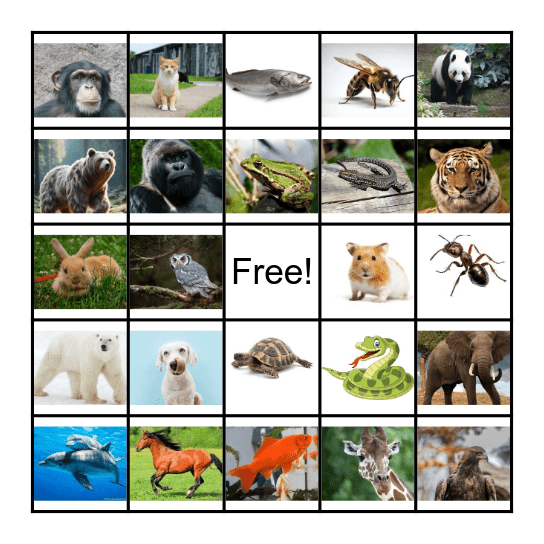 Le Bingo des Animaux Bingo Card