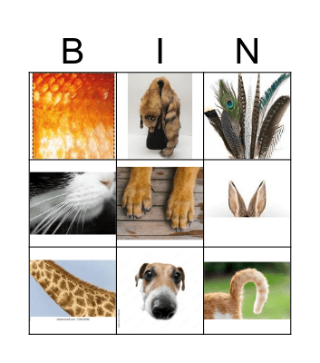 ANIMAL BOBY PARTS BINGO Card