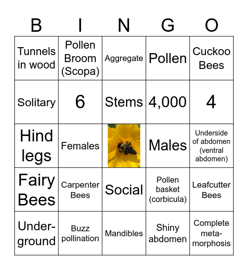 Native Bee Bingo! Bingo Card