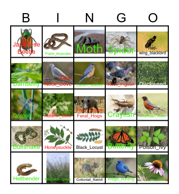 Martha Lafite Thompson Nature Sanctuary Bingo Card