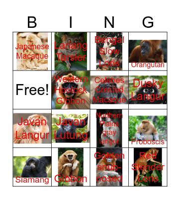 Asian Primates Bingo Card