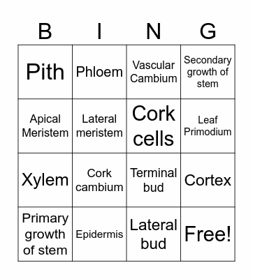 Growth of Stem Bingo Card