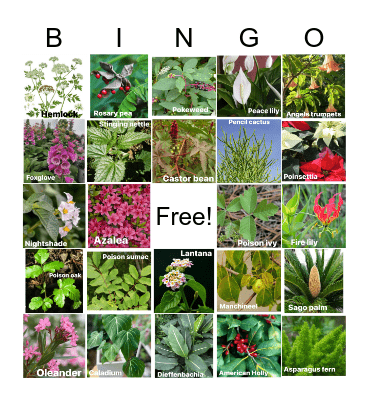 poisonous Florida plants Bingo Card