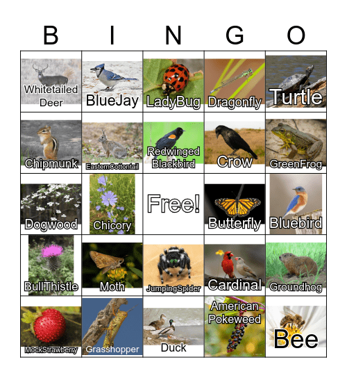 Virginia's Wildlife Bingo Card