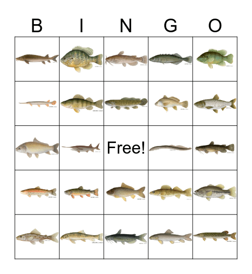 Minnesota Fish Species Bingo Card
