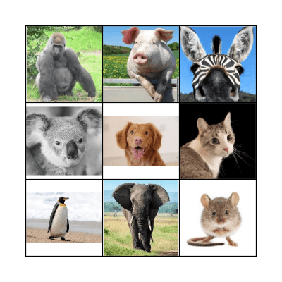 Animals!!! Bingo Card