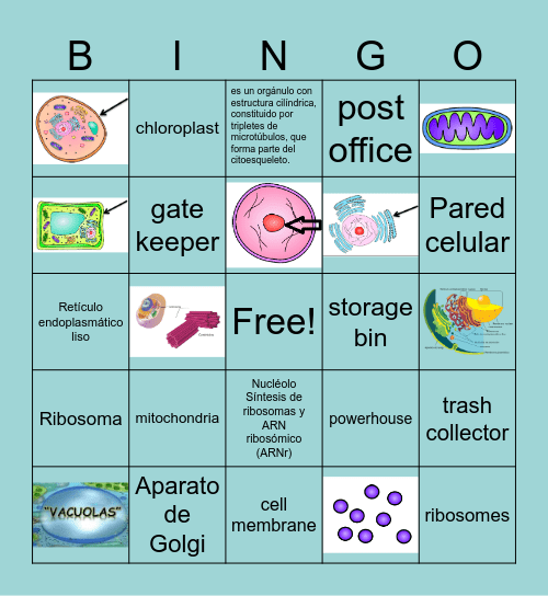 Cell Organelles Bingo Card