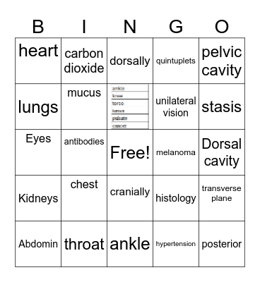 ESL Med Terminology I Bingo Card