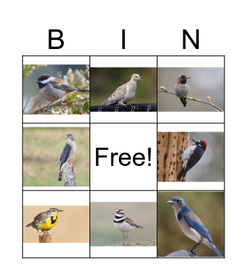 Briones Bird Bingo Card