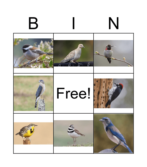 Briones Bird Bingo Card