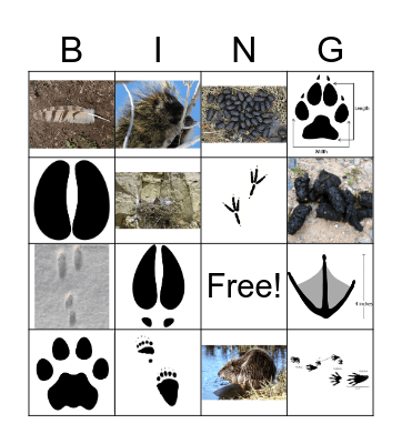 Animal Sign Bingo Card