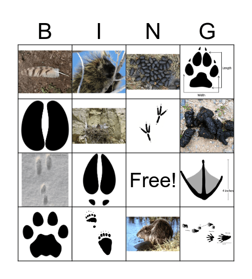 Animal Sign Bingo Card