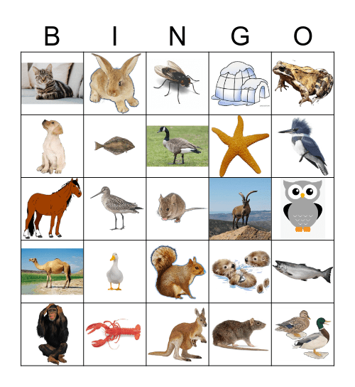 Animals Bingo Card