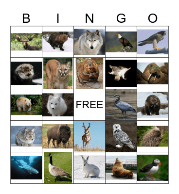 Canadian Animals Bingo Card