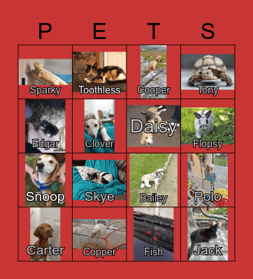 Volunteer's Pets Bingo Card