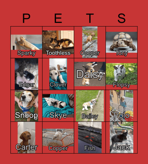 Volunteer's Pets Bingo Card