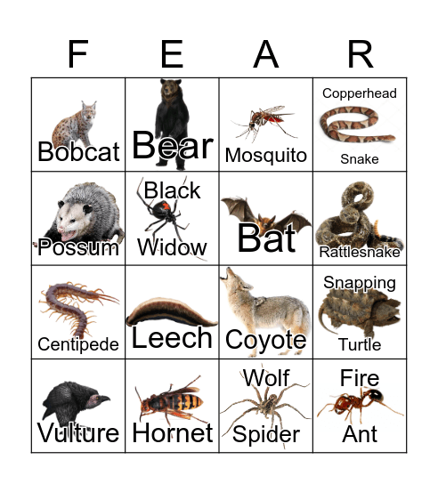 FREAKY FAUNA Bingo Card