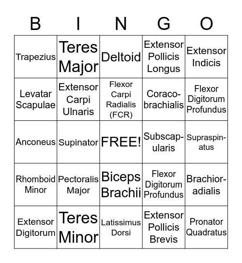 Upper Extremity Muscles Bingo Card