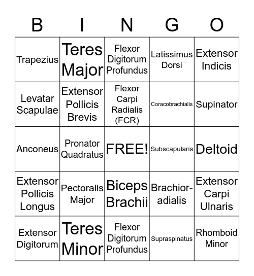 Upper Extremity Muscles Bingo Card