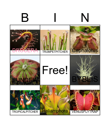 CARNIVOROUS PLANTS Bingo Card