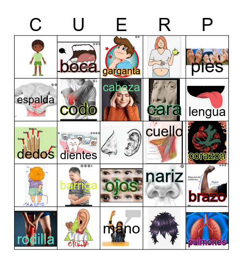 Partes del cuerpo Bingo Card