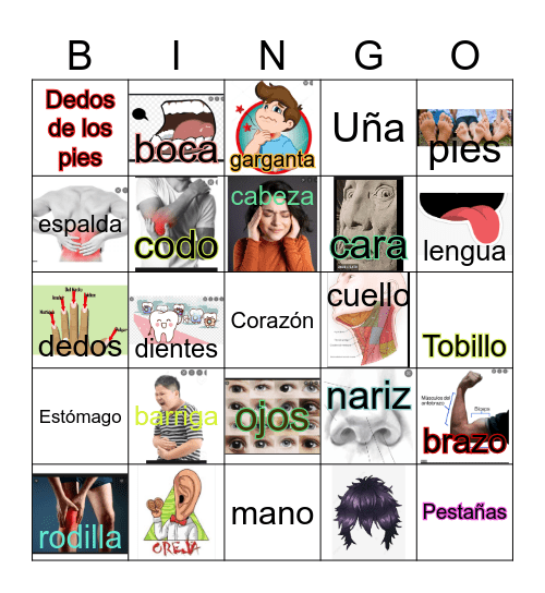 Partes del cuerpo Bingo Card