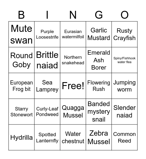 AIS BINGO Card