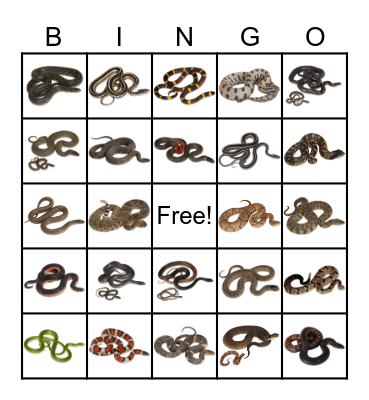 ARKANSAS SNAKES Bingo Card