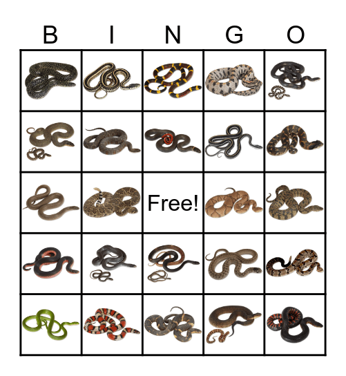 ARKANSAS SNAKES Bingo Card