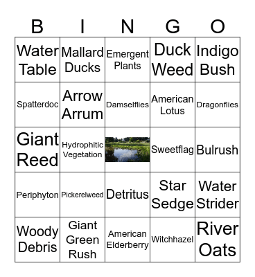 UT Garden Wetlands Bingo! (refresh this page to get a new card) Bingo Card