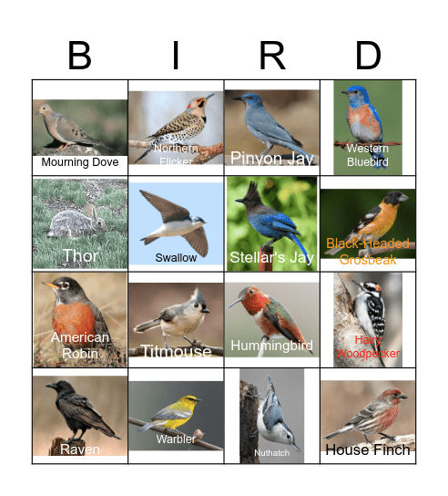 Bird Bingo Card