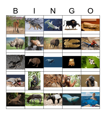 Animals Bingo Card