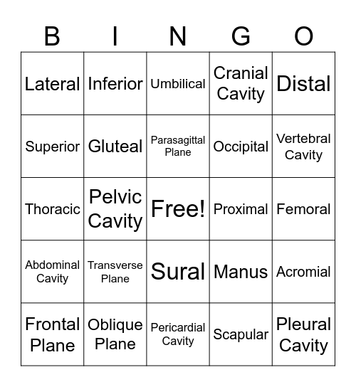 Anatomical Terms- Planes/ Regions/ Directions Bingo Card