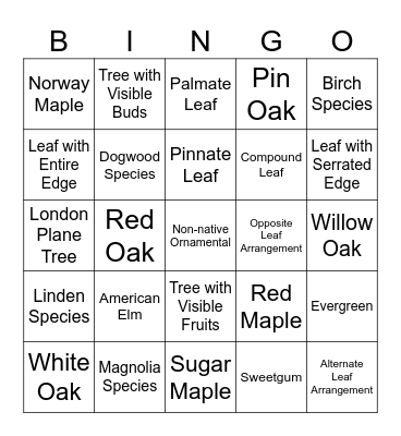 Tree ID Bingo Card