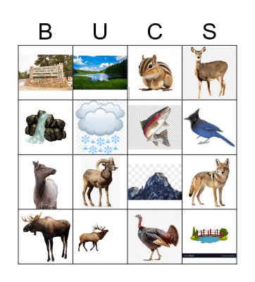 Bucs Rocky Mountain Bingo Card