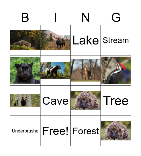 Forest animals and habitats Bingo Card