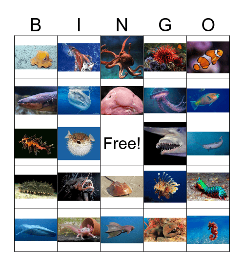 Sea Creatures! Bingo Card