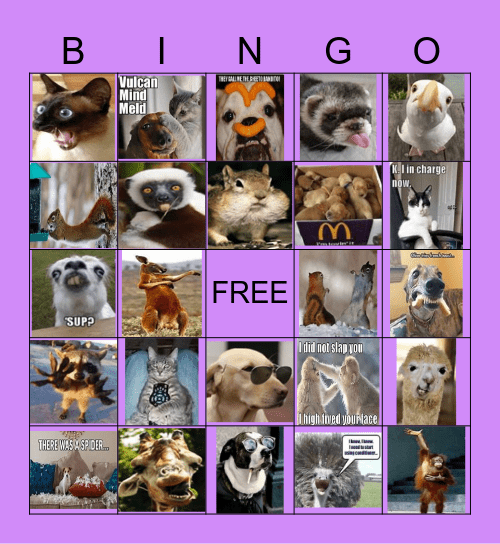 funny animals 2 Bingo Card