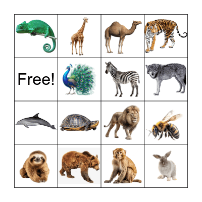 G3 Foud_Inter Animal Bingo Card