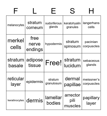 INTEGUMENTARY SYSTEM Bingo Card