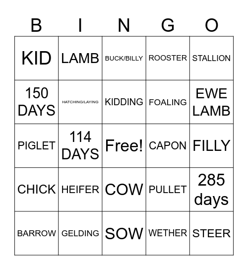 Livestock Terms Bingo Card