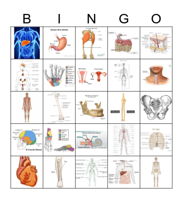 Human Anatomy & Body Systems Bingo Card