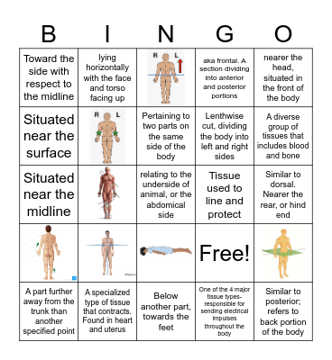 Anatomical Language Bingo Card