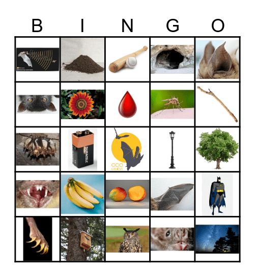 Bingo des Chauves-Souris! Bingo Card